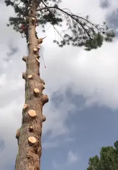 Tala y poda en altura de árboles en Orense y provincia