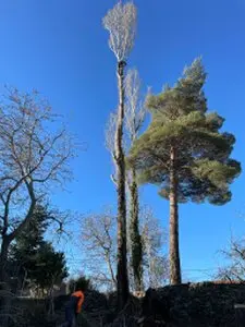 Podas y talas de árboles en altura Orense 
