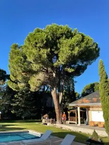 Tala y poda en Altura de árboles en Orense y provincia
